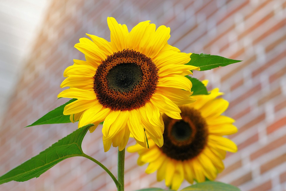 sunflower-448654_960_720