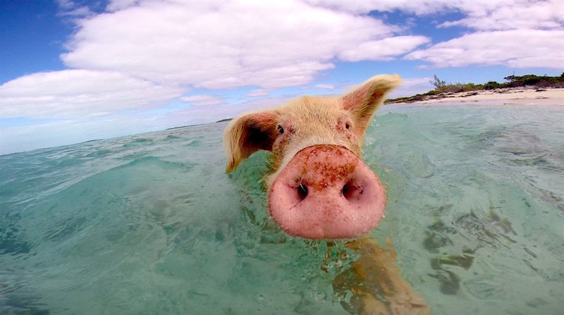 Sve čari brčkanja sa divljim svinjama: Prelepa plaža, čisto more i – prasići! (VIDEO)